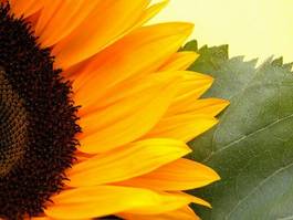 Obraz na płótnie słońce słonecznik świeży lato