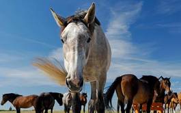 Fototapeta niebo łąka koń dżokej