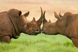 Obraz na płótnie pocałunek nosorożca