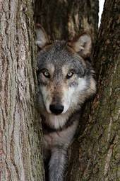 Naklejka zwierzę dziki wilk futro