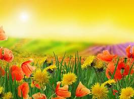 Plakat lato słońce pole kwiat