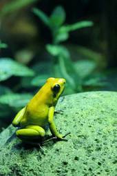 Naklejka ładny tropikalny żaba meksyk