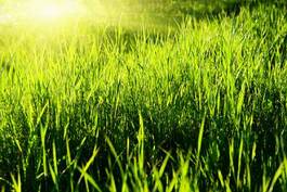 Fotoroleta wzgórze słońce trawa roślinność lato