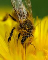 Fototapeta kwiat wosk pyłek nektar ulowy