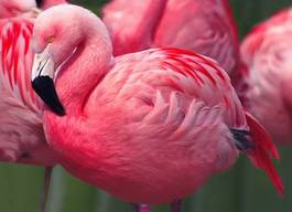 Naklejka ptak flamingo piękny dziki stado
