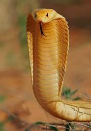 Naklejka usta gad wąż