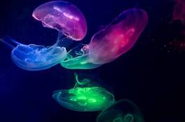 Obraz na płótnie morze meduza podwodne pływających