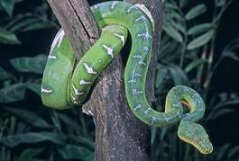 Naklejka zwierzę gad wąż natura zielony