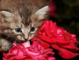 Fototapeta kociak i róże