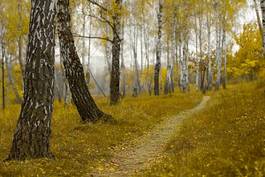 Naklejka park brzoza jesień natura las