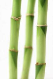 Naklejka bambus japonia natura