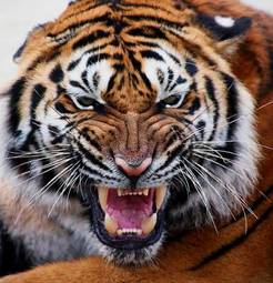 Naklejka natura usta tygrys