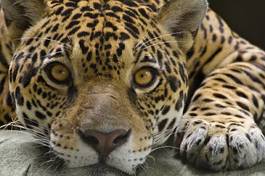 Naklejka natura jaguar kot dżungla