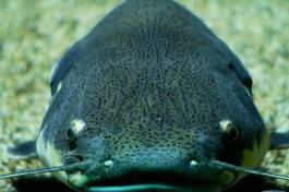 Fotoroleta ryba akwarium tropików