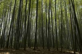 Fotoroleta bambus  