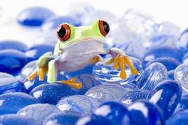 Fotoroleta zwierzę płaz żaba