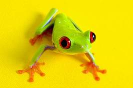Obraz na płótnie płaz zwierzę żaba red eye 
