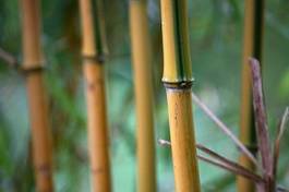 Plakat trawa bambus roślina jedzenie zielony