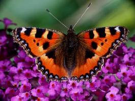 Naklejka kwiat ogród motyl owad
