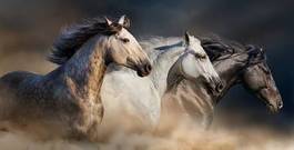 Fotoroleta niebo koń piękny zwierzę