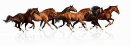 Obraz na płótnie klacz koń wyścig stado ssak