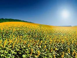 Naklejka pole słonecznik rolnictwo