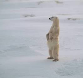 Fotoroleta niedźwiedź śnieg dziki