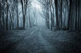 Obraz na płótnie ścieżka las droga