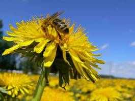 Fototapeta zwierzę pyłek jedzenie kwiat lato