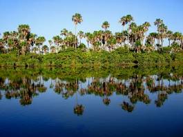 Obraz na płótnie słońce tropikalny palma brazylia relaks