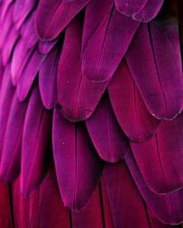 Fotoroleta pink and purple feathers
