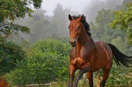 Fototapeta koń ogier brązowy