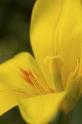 Naklejka pyłek natura kwiat narcyz