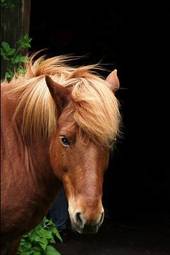 Plakat koń zwierzę natura