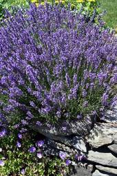 Naklejka aromaterapia kwiat ogród lato