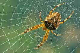 Naklejka zwierzę natura pająk słońce