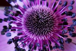 Fototapeta kwiat anemonu