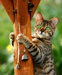 Plakat zwierzę kociak piękny dzwon pantera