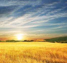 Fotoroleta pszenica pejzaż wiejski lato pole