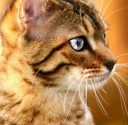 Naklejka srebrne oczy kota