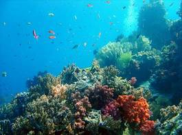 Plakat ryba koral dno oceaniczne nurkowanie