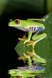 Naklejka płaz zwierzę las żaba