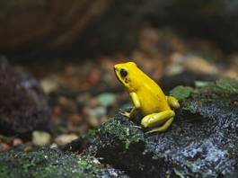 Fotoroleta żaba zwierzę płaz trucizna zoo