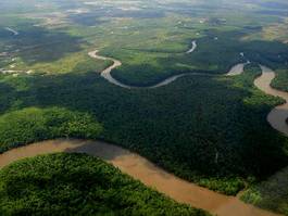 Fotoroleta brazylia tropikalny las dziki delta