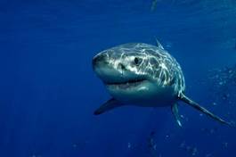 Fototapeta podwodne rekin meksyk zabójca zęby