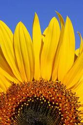 Fototapeta słonecznik ogród kwiat słońce niebo