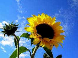 Naklejka słonecznik kwiat słońce lato niebo