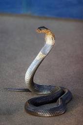 Naklejka zwierzę gad wąż kaptur kobra