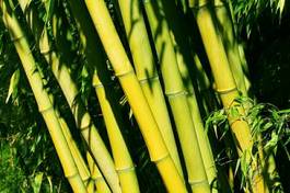 Naklejka natura drzewa bambus południe las