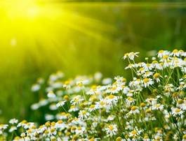 Naklejka łąka aromaterapia piękny pole kwiat